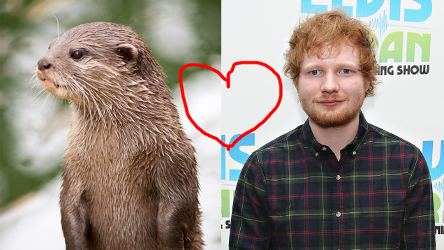 Illustration for article titled We Let Ed Sheeran Guest-Edit This List Of Fluffy Otters And He Did A Bad Job